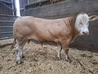 Buğa, Blonde d’Aquitane cattle — foto 1