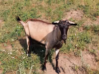 बकरी, Alpine goat — फ़ोटो 3