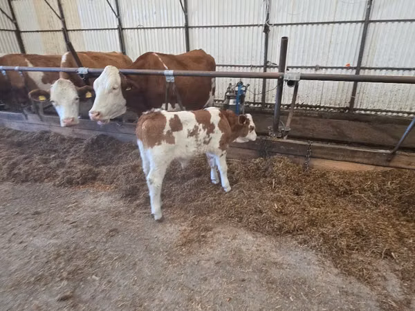 Bou, Simmental cattle