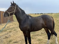 Hengst, Orlov Trotter — Foto 6