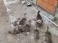 Ducks — फ़ोटो 6