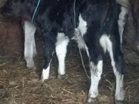 Bou, Bovine — foto 2