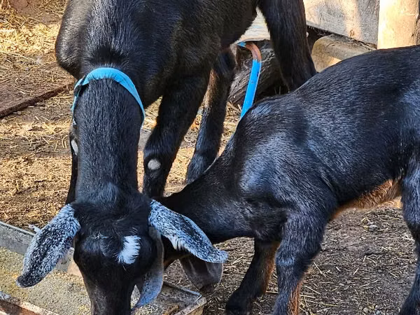 Ziege, Nubian Goat