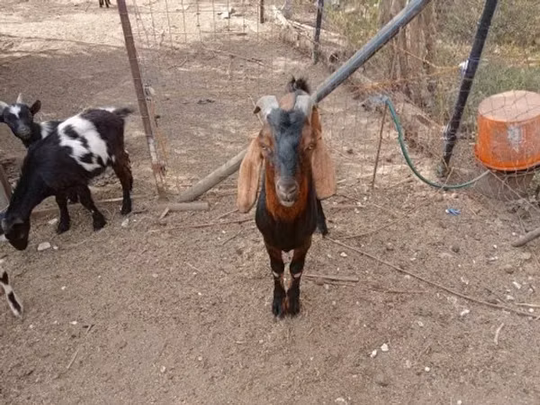 Capră, Capre