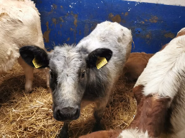 Bovine (lot, sex nespecificat), Belgian Blue