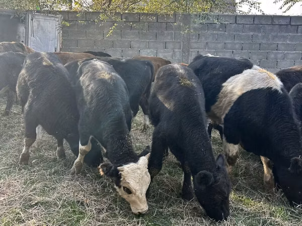 Buğa, Aberdin – Angus