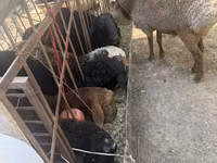 公羊, Sheep — 照片 4