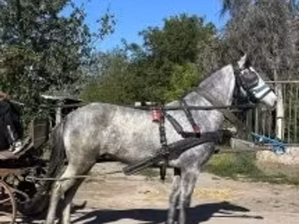 At, Atlar