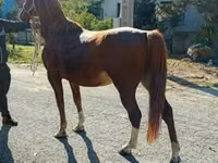 Cheval, Chevaux — photo 2