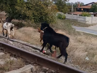 Bode, Cabras — foto 1