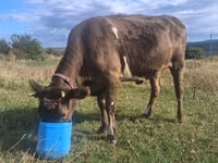 Vaca, Ganado vacuno — foto 5