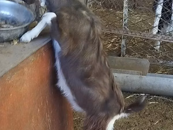 Țap, Toggenburg goat
