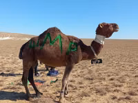 Camel, Arvana camel — photo 1