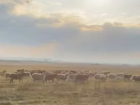 भेड़ें (लॉट, लिंग निर्दिष्ट नहीं), भेड़ — फ़ोटो 8