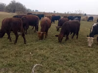 Bou, Swiss cattle — foto 3