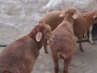 Sheep, Sheep — photo 3