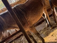 Mare, Horses — photo 5