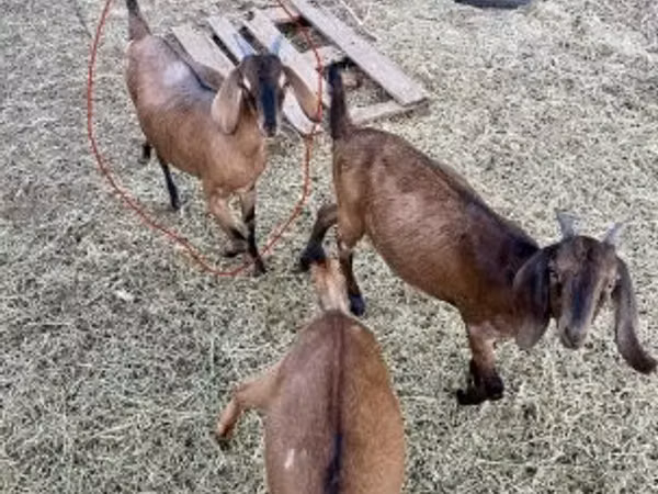 बकरी, Nubian Goat