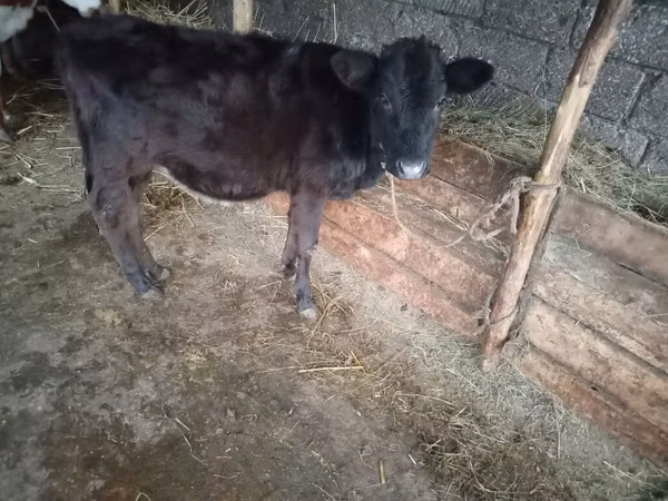 Sigir, Qoramol
