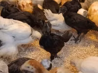 Ayam Cemani — photo 3