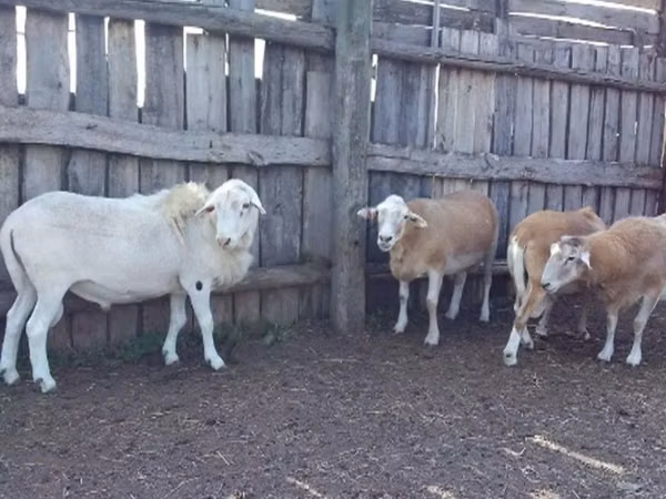 Bélier, Katum sheep