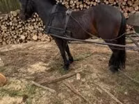 公马, Horses — 照片 2