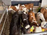 牛只（批次，未指定性别）, Russian Black pied cattle — 照片 4