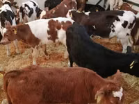 أبقار (دفعة، الجنس غير محدد), Simmental cattle — الصورة 5
