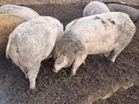 Säue, Schweine — Foto 3