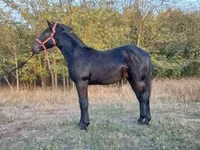 Hengst, Nonius horse — Foto 2