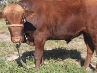 Bull, Cattle — photo 4