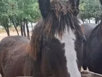 Cavalo, Cavalos — foto 3