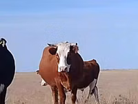 Vacă, Latvian Blue cattle — foto 2