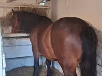 公马, Horses — 照片 3