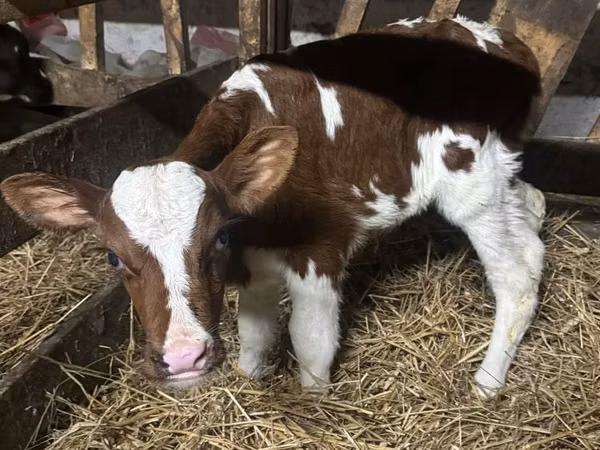 Bulle, Simmental cattle