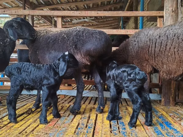 भेड़, Hissar sheep
