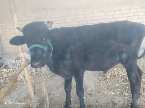 ثور, الماشية