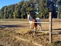 公马, Lipizzaner — 照片 8