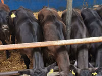 Bovine (lot, sex nespecificat), Simmental cattle — foto 5