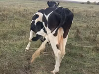 Sigir, Russian Black pied cattle — 2-rasm