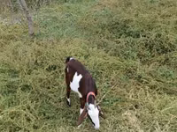 Cabra, Beetal goats — foto 3
