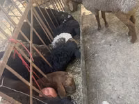 公羊, Sheep — 照片 2