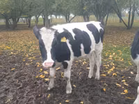 بقرة, Russian Black pied cattle — الصورة 7