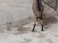 Ziegenbock, Alpine goat — Foto 3