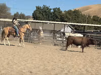 Cal, Quarter Horse — foto 7