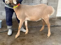 Schaf, Arashan sheep — Foto 2