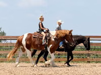 Hengst, Pinto horses — Foto 7