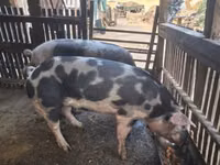 公猪 — 照片 3