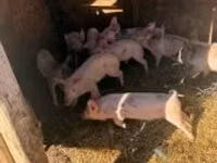 Boar, Pigs — photo 1
