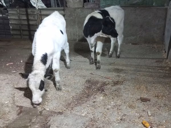 Kuh, Russian Black pied cattle